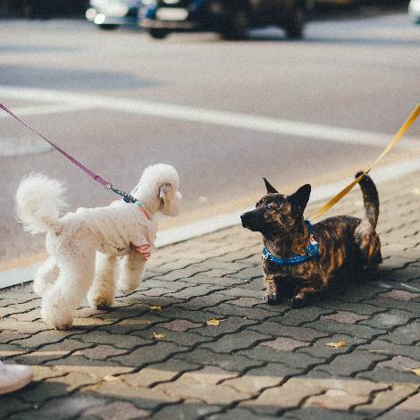 How Often Should a Healthy Young Dog Exercise? Daily Fitness Tips!