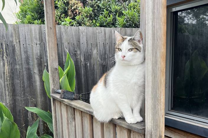 White cat with grey and orange markings sitting on a wooden fence in a backyard