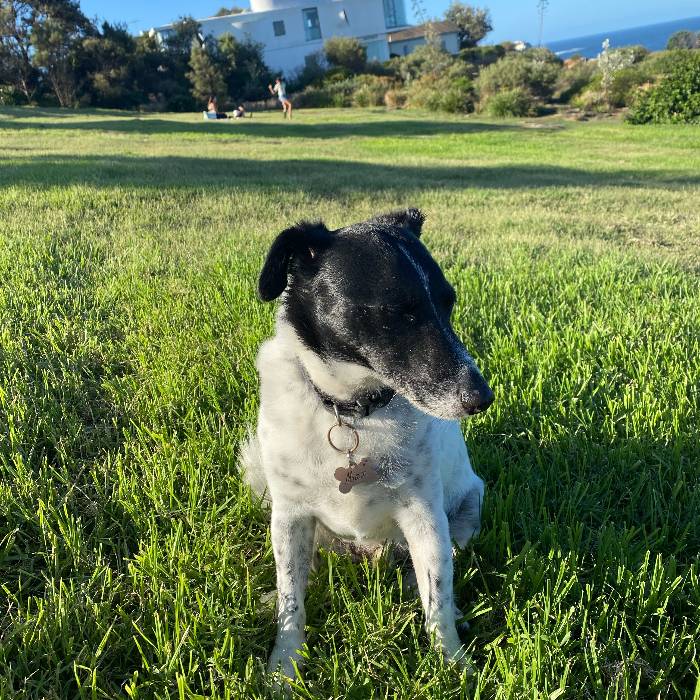 Pet and house sitting job in Bronte, NSW 2024 - Job #433246