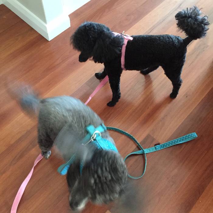 Cherie Pet and house sitting in Australia Aussie House Sitters